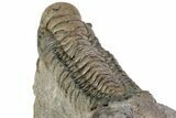 Detailed Crotalocephalina Trilobite - Atchana, Morocco #312817-5